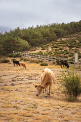 livestock grazing in the field, cows and calves feeding in the wild, farm animals