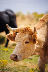 livestock grazing in the field, cows and calves feeding in the wild, farm animals