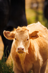 livestock grazing in the field, cows and calves feeding in the wild, farm animals