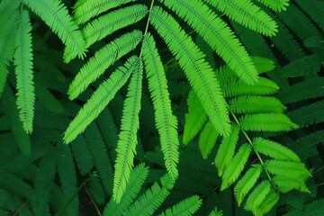 Kaliandra Merah, Calliandra calothyrsus with Young green calliandra leaves. for wallpapers and...