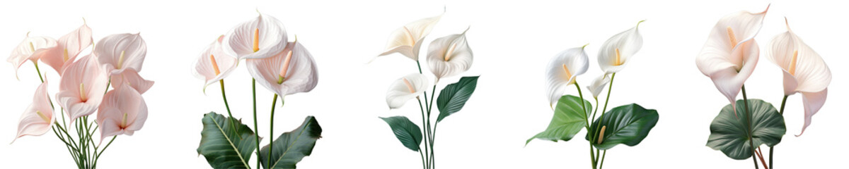 Png Set Background with white anthurium transparent background