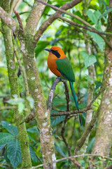 Broad Billed or Rufous Motmot (Electron platyrhynchum), Mindo Cloud Forest, Ecuador.