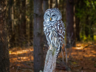 Barred owl perched  on an old tree trunk in the forest
