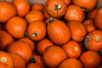 orange  pumpkins at food market, for sale, pumpkin bcakground, fall and halloween concept