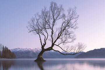 New Zealand Wanaka tree landscape at sunrise