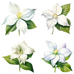 Set Of Watercolor White Trillium Flower Isolated on Transparent Background