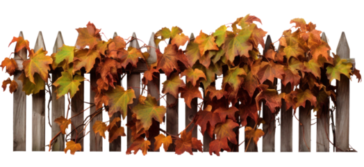 an old wooden fence overgrown with a weaving crimson autumn ivy leaves, png file of isolated cutout object on transparent background.