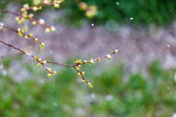 Snow and flowering trees in early spring. Spring background with copy space