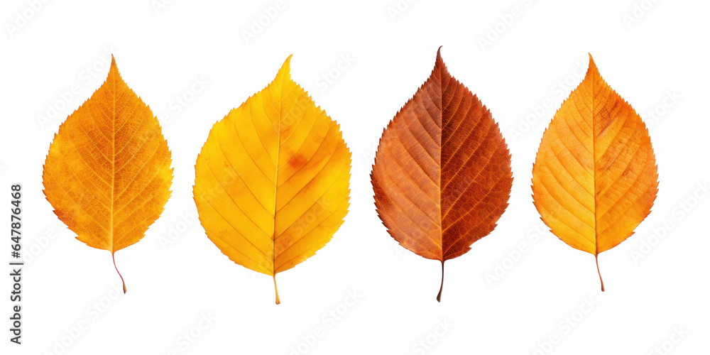 Canvas Prints group of autumn dry yellow birch leaves, png file of isolated cutout object on transparent backgroun
