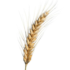one dry ripe autumn spikelet of wheat, png file of isolated cutout object on transparent background.