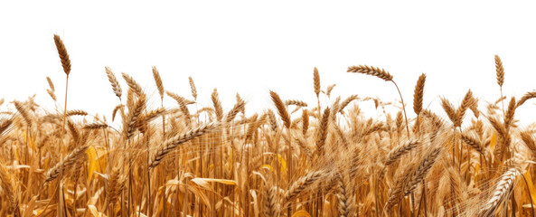 side view of a field of dry mature autumn spikelets of wheat, png file of isolated cutout object on transparent background.