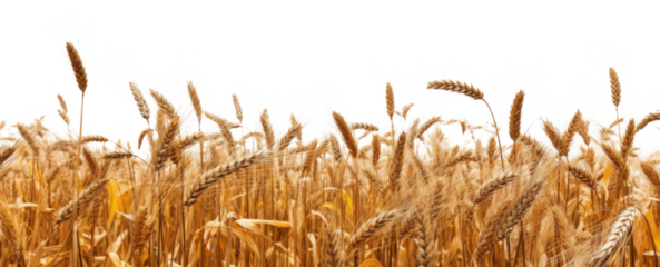 side view of a field of dry mature autumn spikelets of wheat, png file of isolated cutout object on transparent background.
