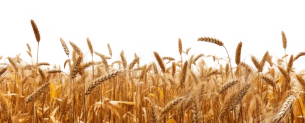 Poster side view of a field of dry mature autumn spikelets of wheat, png file of isolated cutout object on transparent background. © Аrtranq