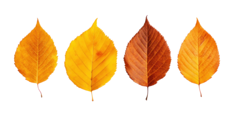 group of autumn dry yellow birch leaves, png file of isolated cutout object on transparent background.