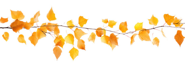 birch branch with dry autumn yellow leaves, png file of isolated cutout object on transparent background.