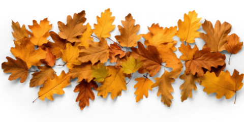 scattered pile of autumn dry brown oak leaves with shadow, png file of isolated cutout object on transparent background.