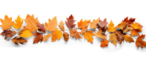 Oak branch with autumn brown dry leaves with shadow, png file of isolated cutout object on transparent background. - obrazy, fototapety, plakaty