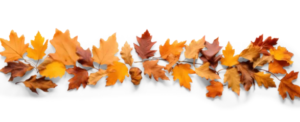 Foto op Plexiglas Oak branch with autumn brown dry leaves with shadow, png file of isolated cutout object on transparent background. © Аrtranq