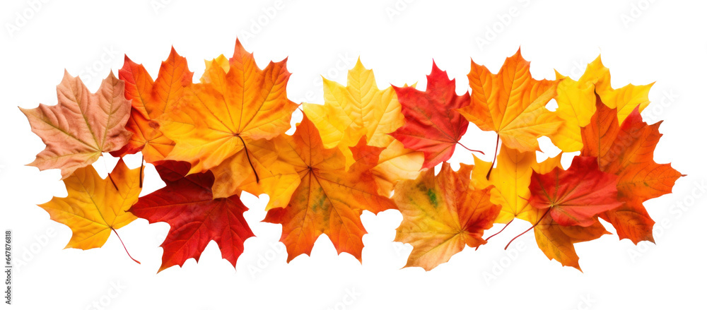 Canvas Prints strip of scattered autumn dry red-orange maple leaves, png file of isolated cutout object on transpa