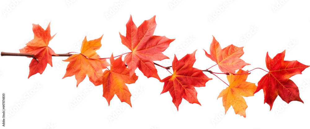 Canvas Prints autumn maple branch with red-brown dry leaves, png file of isolated cutout object on transparent bac