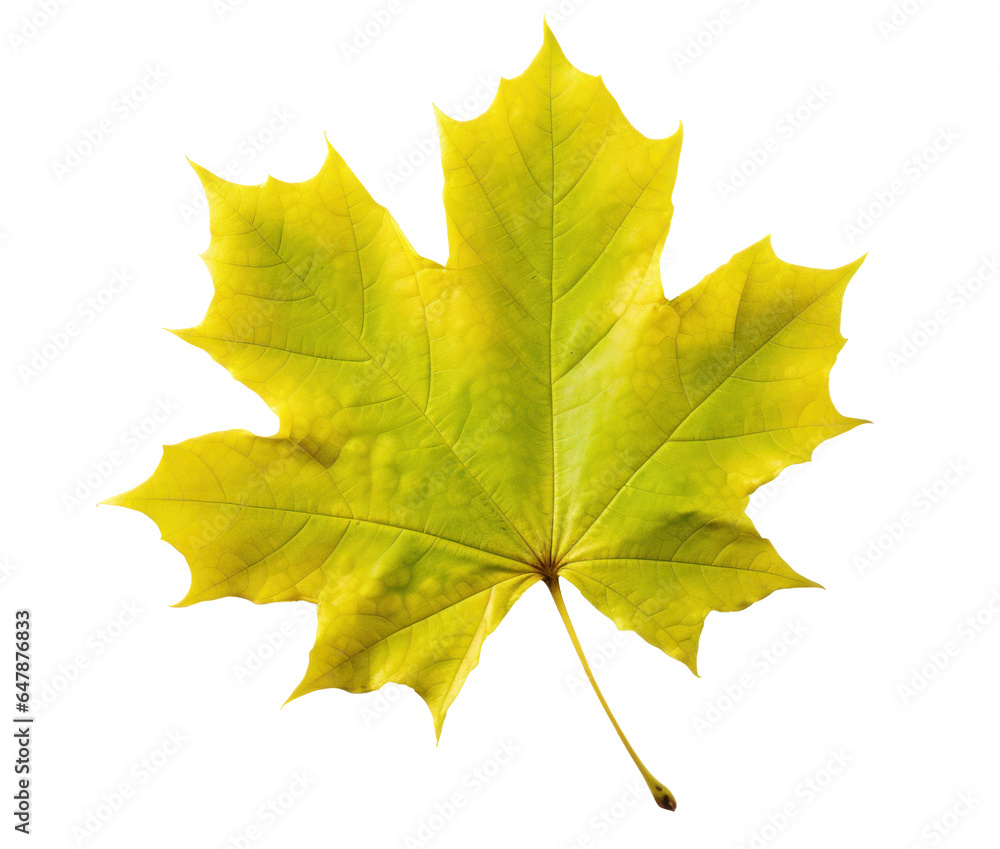 Poster one dry yellowing autumn maple leaf, png file of isolated cutout object on transparent background.