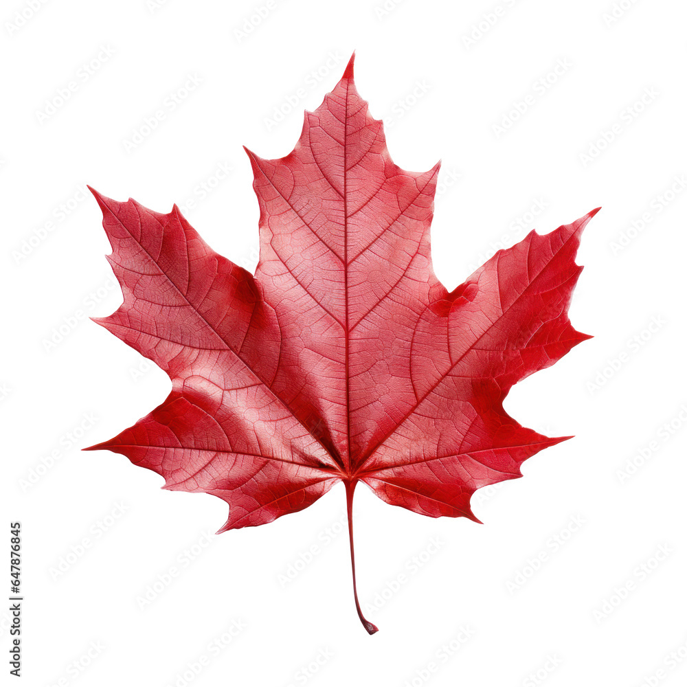 Canvas Prints one dry red autumn maple leaf, png file of isolated cutout object on transparent background.