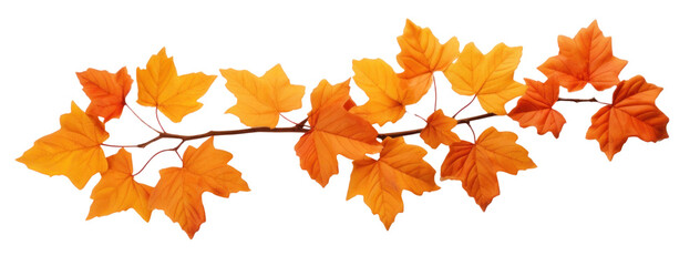 Fototapeta premium Autumn maple branch with red-brown dry leaves, png file of isolated cutout object on transparent background.