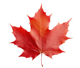 one dry red autumn maple leaf, png file of isolated cutout object on transparent background.