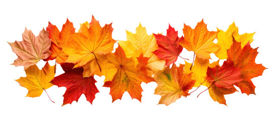 strip of scattered autumn dry red-orange maple leaves, png file of isolated cutout object on transparent background.