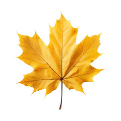 Dry yellow autumn maple leaf, png file of isolated cutout object on transparent background.
