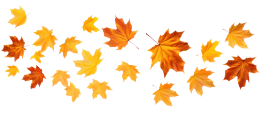 Flying autumn dry red orange maple leaves, png file of isolated cutout object on transparent background.