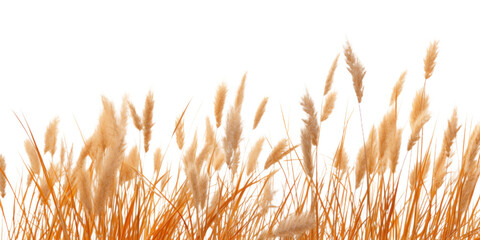 a bunch of autumn dry field grass with spikelets flutters in the wind, png file of isolated cutout object on transparent background.