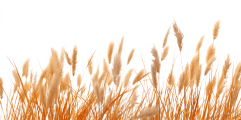 a bunch of autumn dry field grass with spikelets flutters in the wind, png file of isolated cutout object on transparent background.