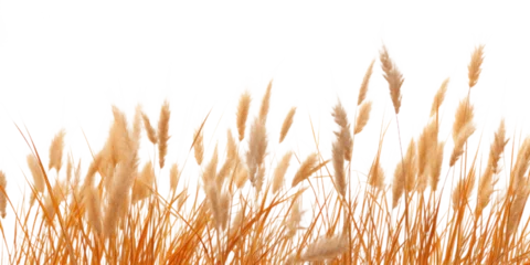 Foto op Plexiglas a bunch of autumn dry field grass with spikelets flutters in the wind, png file of isolated cutout object on transparent background. © Аrtranq