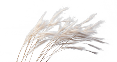 a bunch of autumn dry field grass with spikelets flutters in the wind, png file of isolated cutout object on transparent background.