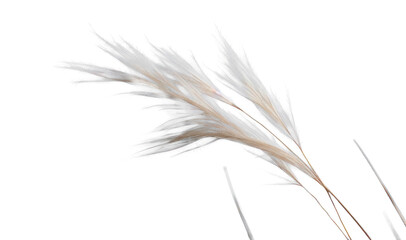 a bunch of autumn dry field grass with spikelets flutters in the wind, png file of isolated cutout object on transparent background.