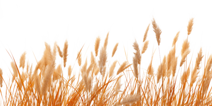 a bunch of autumn dry field grass with spikelets flutters in the wind, png file of isolated cutout object on transparent background.