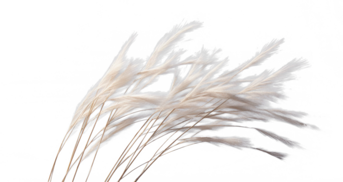 a bunch of autumn dry field grass with spikelets flutters in the wind, png file of isolated cutout object on transparent background.
