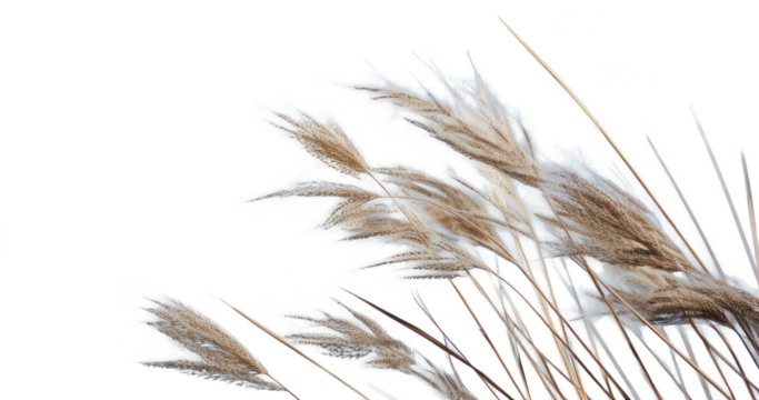 a bunch of autumn dry field grass with spikelets flutters in the wind, png file of isolated cutout object on transparent background.