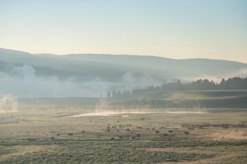 Herd Of Bison Below The Fog In Hayden Valley
