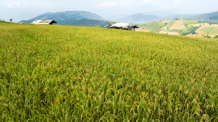 Fototapeta premium Golden rice terraces field by harvesting season, at Ban Pa Bong Piang Chiang Mai Province, Northern of Thailand,