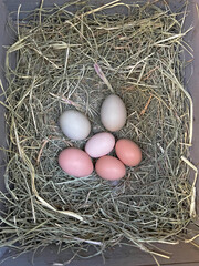 Six colorful chicken eggs in a nest box
