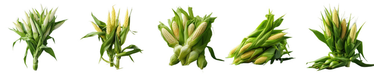 Png Set Isolated cluster of small corn on a transparent background with clipping path
