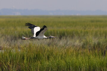 Wood stork in flight over saltwater marsh. 