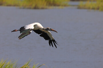 Wood stork in flight over saltwater marsh. 
