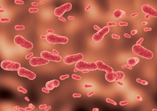 Porphyromonas gingivalis is a bacillus-shaped bacterium that is found in the oral cavity and is associated with some types of periodontitis