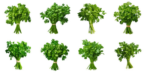 Fototapeta premium Png Set Fresh green parsley isolated on a transparent background