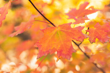 Closeup of yellow and orange maple leaves in Autumn.