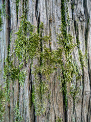 Obraz premium Tree bark in cracks with moss. Uneven background made of natural material.