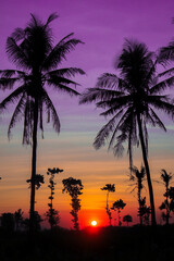 sunset in rice fields, coconut trees lined with sunset background and pink sky, east java indonesia
